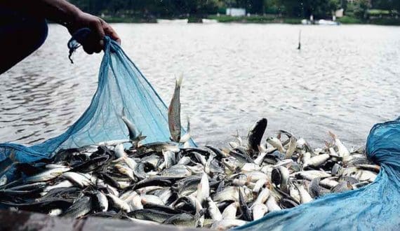 Thumbnail for India implements stricter marine fisheries rules