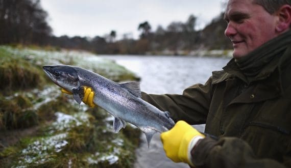 Thumbnail for Scottish salmon tops UK food exports with US$1B in 2025