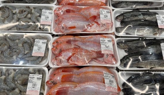 Thumbnail for FAO finds widespread fish fraud across US$195 billion global seafood trade