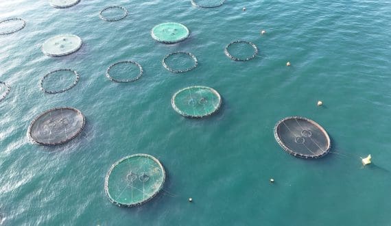 Thumbnail for Tunisia’s aquaculture investment reaches US$30.7M in 2025