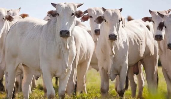 Thumbnail for MBRF achieves full traceability across beef supply chain
