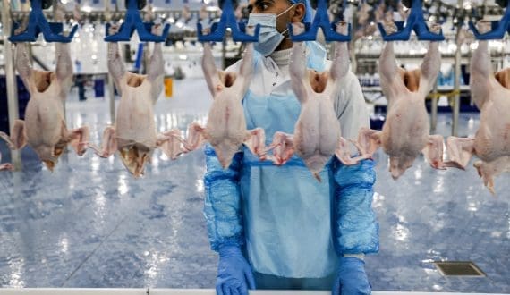 Thumbnail for Saudi Arabia bans poultry, egg imports from 40 countries