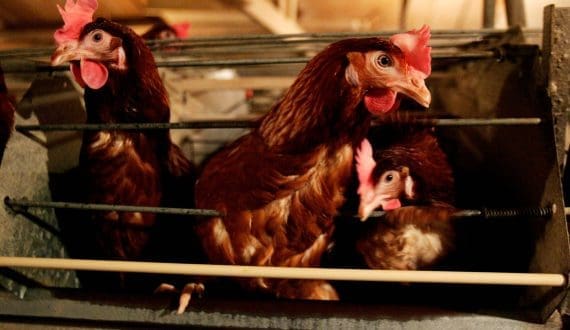 Thumbnail for Saudi Arabia bans poultry, egg imports from 40 countries, applies partial restrictions to 16 others