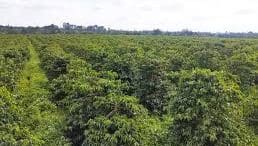 Thumbnail for Sasini to sell Kiambu coffee estate for US$51M, unlocking major capital gains 