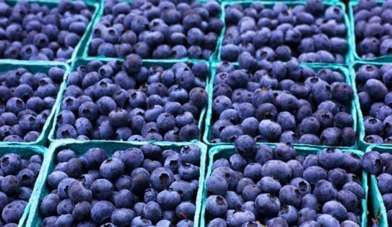 Thumbnail for Moroccan storms slash blueberry volumes 20%, smaller growers face uncertain recovery