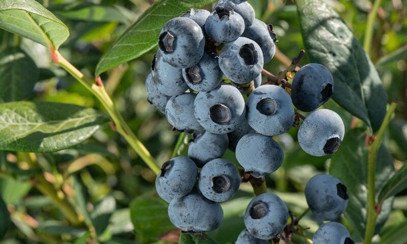 Thumbnail for Chilean blueberry sector shifts to tech-driven models, genetic renewal as quality becomes global baseline