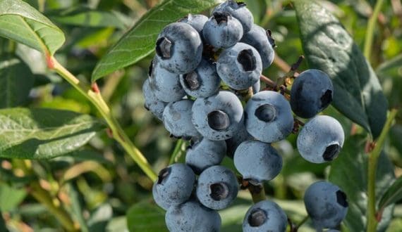 Thumbnail for Chilean blueberry sector shifts to tech-driven models, genetic renewal as quality becomes global baseline