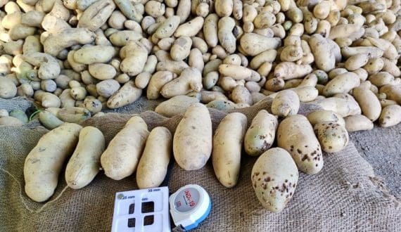 Thumbnail for Value-chain discipline could transform India’s table potato losses into reliable profits
