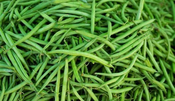 Thumbnail for Morocco becomes Ireland’s top green bean supplier, captures 36% market share on proximity advantage