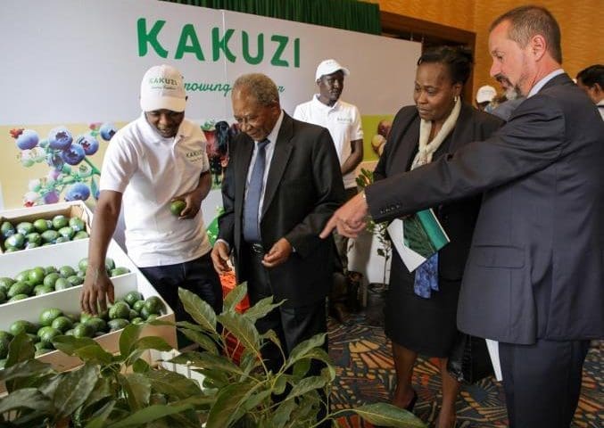 Thumbnail for Kakuzi swings to US$3M profit on diversification, domestic sales as avocado, macadamia rebound