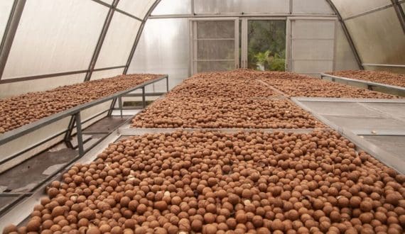 Thumbnail for Morocco becomes Ireland’s top green bean supplier, captures 36% market share on proximity advantage
