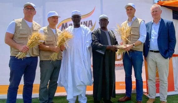 Thumbnail for Nigerian Breweries cultivates local barley to cut US$150M import billl, build domestic supply chain 