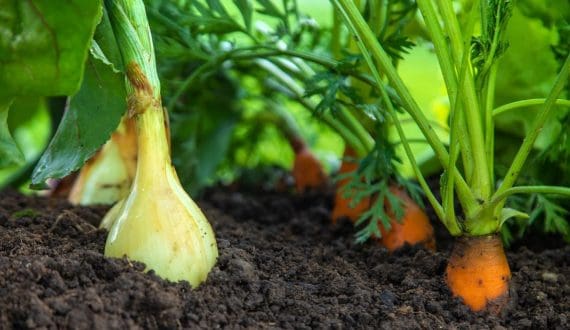 Thumbnail for US$29.6M onion, carrot imports leave Liberia’s local farming potential untapped