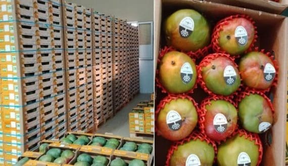 Thumbnail for Senegal targets 35,000 tons mango exports, zero pest interceptions for 2026
