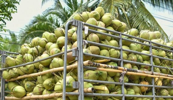 Thumbnail for Thai coconut prices plunge to US$0.06 as oversupply, export bottlenecks squeeze farmers