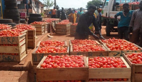 Thumbnail for Ghana secures US$20M Dutch grant to stabilize tomato supply after Burkina Faso export ban