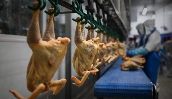 Thumbnail for Russian poultry exports to Africa reach US$51 million as shipments more than double in 2025 – INTERFAX