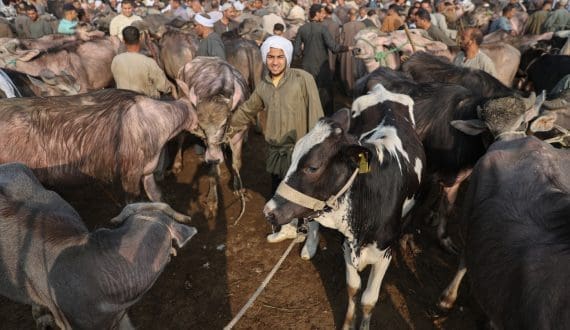 Thumbnail for Egypt approves 468 livestock, poultry project licenses in early February