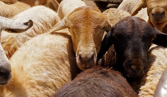 Thumbnail for Kenya targets large-scale sheep exports to Algeria before Eid al-Adha