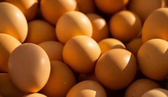 Thumbnail for Phatisa, AgDevCo sell Zambia’s largest egg producer, Goldenlay, to Belgian firm
