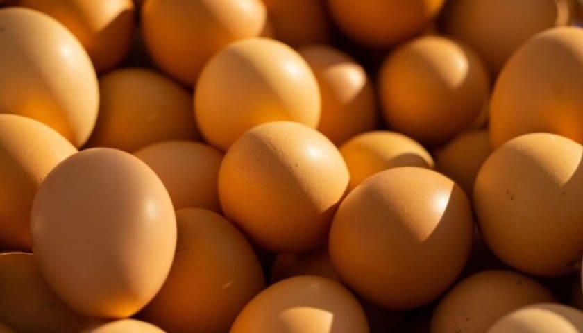 Thumbnail for Phatisa, AgDevCo sell Zambia’s largest egg producer, Goldenlay, to Belgian firm