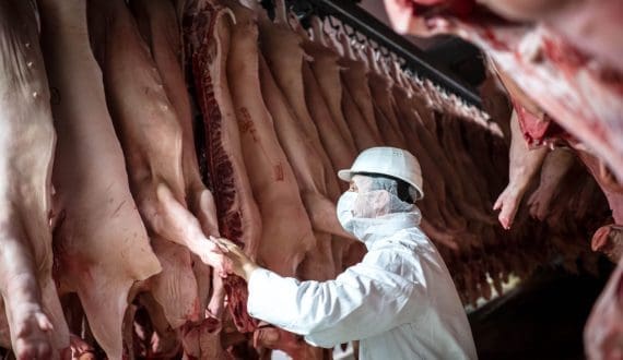 Thumbnail for EU pig slaughtering rises for second consecutive year in 2025