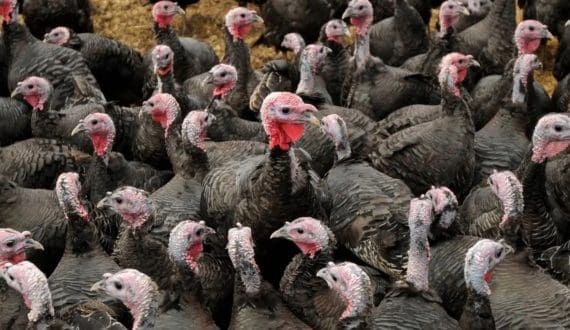 Thumbnail for Britain begins bird flu vaccine trials in turkeys to test disease control strategy