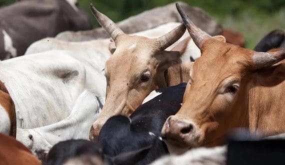 Thumbnail for Oman imports 285,890 livestock to secure red meat supply before Eid
