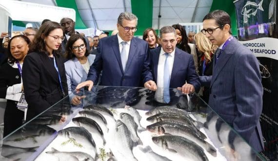 Thumbnail for Morocco joins UN-backed program to strengthen management of marine fisheries