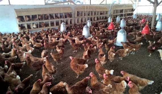 Thumbnail for Chile halts poultry exports after H5N1 reaches commercial layer farm