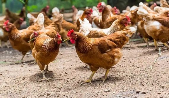 Thumbnail for Ukraine poultry output expected to rise despite war-related challenges