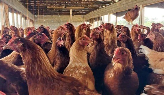 Thumbnail for Liberia’s US$10M poultry project expands, creates jobs
