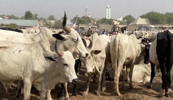 Thumbnail for Nigeria, Türkiye explore joint livestock development opportunities