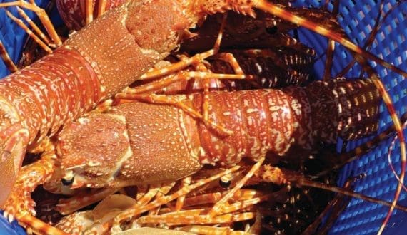 Thumbnail for US$150,000 investment in South Africa targets Port St. Johns lobster production