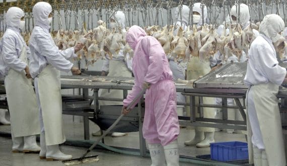 Thumbnail for Multiva, Pilgrim’s Mexico agree on US$146M financing plan for poultry suppliers