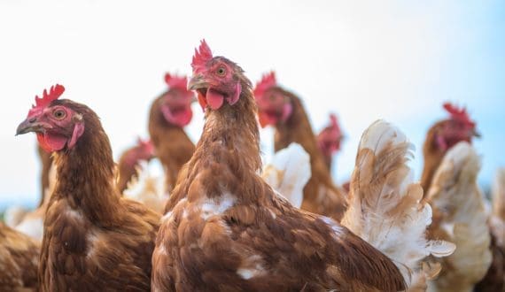 Thumbnail for Australia projects steady rise in chicken, egg output through 2031