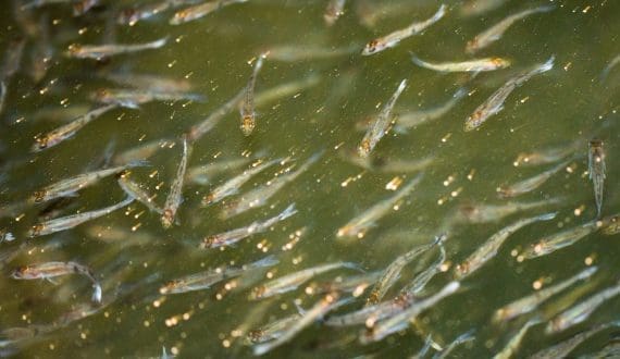 Thumbnail for Construction starts on barramundi hatchery project in Saudi Arabia