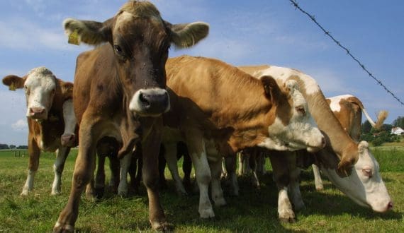 Thumbnail for EU livestock output set to decline in 2026 as pig sector expands
