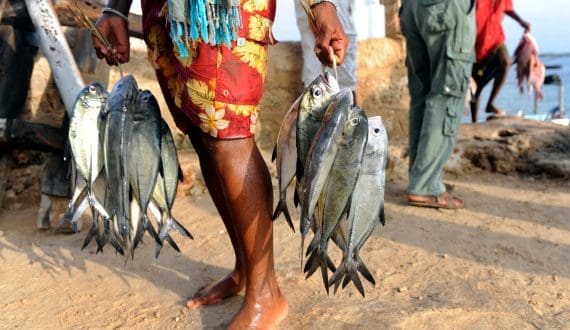 Thumbnail for Namibia moves to reclaim quotas from Walu as dispute over fishing rights deepens