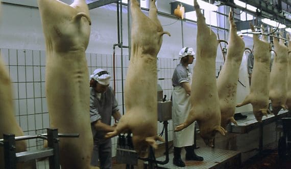 Thumbnail for Denmark increases pork exports in 2025 – Agricultural Market Information Company