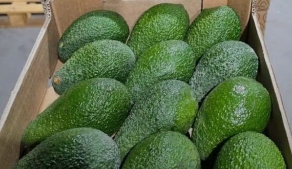 Thumbnail for Zimbabwe’s avocado exports set to double to 6,000 tonnes in 2026, US$2.5B industry vision