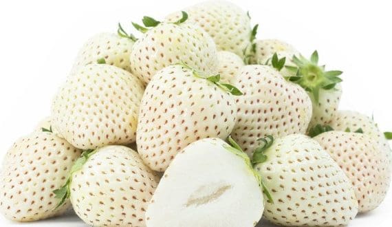 Thumbnail for Saudi Arabia becomes world’s third producer of rare white strawberries in Hail