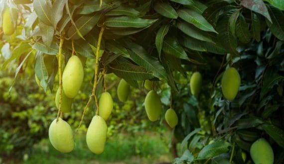 Thumbnail for Uttar Pradesh mango varieties gain export traction with competitive pricing