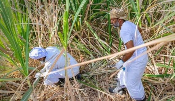 Thumbnail for Sugarcane harvest begins in Oman; favourable conditions boost yields
