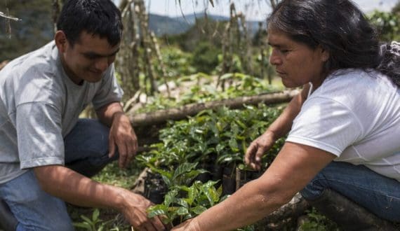 Thumbnail for Global coffee companies adopt new procurement principles to support farmer sustainability