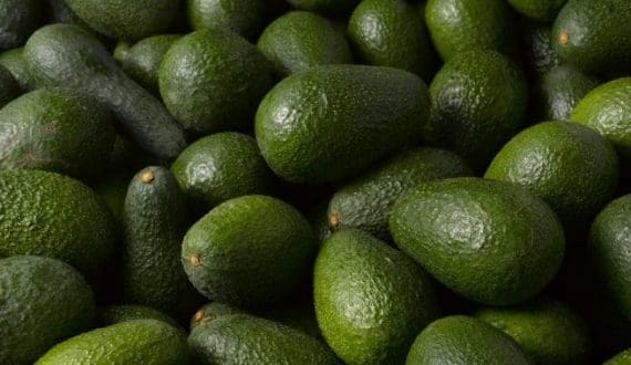 Thumbnail for Saudi Arabia expands avocado production in Asir highlands with 80% success rate
