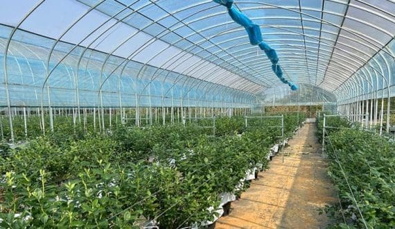 Thumbnail for Xinjiang invests US$95.5M in high-tech greenhouse blueberries targeting premium winter market
