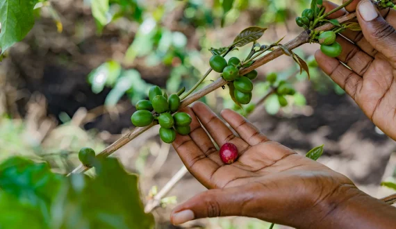Thumbnail for UNIDO, World Coffee Research invest US$759.4K to strengthen Uganda coffee sector, boost farmer productivity 