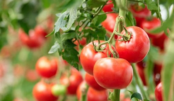 Thumbnail for Ghana’s tomato supply disrupted by reliance on Burkina Faso imports