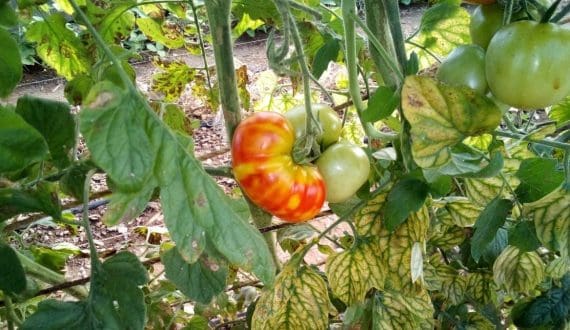 Thumbnail for Researchers identifies key gene combination to protect tomatoes from yellow leaf curl disease